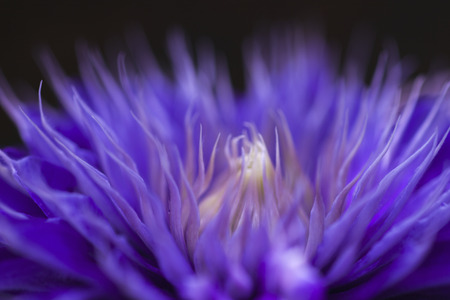 Flowering Clematis Multi Blueの写真素材