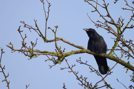 Crow sitting on a tree
