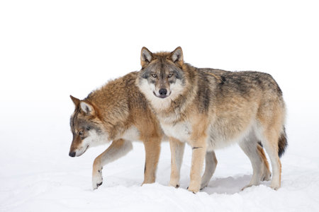 Two Grey wolves in the snowの写真素材