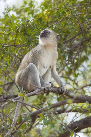 Vervet monkey sitting in a tree, Africaの写真素材