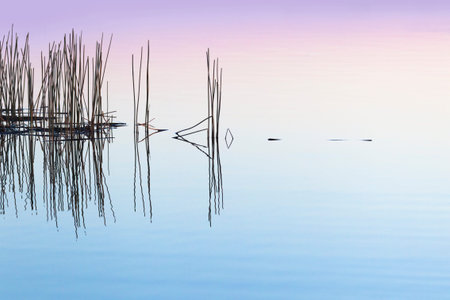 Reeds reflected in the Okavango River, Okavango Delta, Botswana, Africa