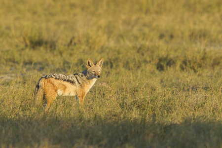 Black-backed Jackal, Botswana, Africaの写真素材