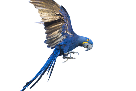Hyacinth macaw, Anodorhynchus hyacinthinus, in Brasil Pantanalの写真素材