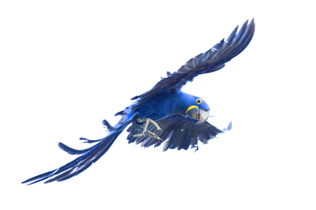 Hyacinth macaw, Anodorhynchus hyacinthinus, in Brasil Pantanalの写真素材