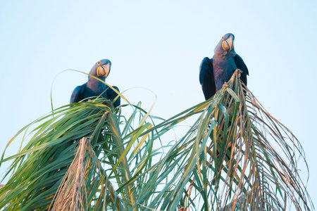Hyacinth macaws, Anodorhynchus hyacinthinus, in Brasil Pantanal