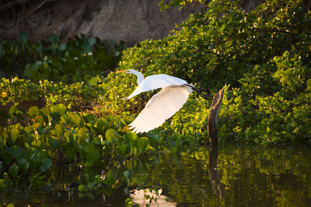 Great egret, Egretta alba, flying over river in the Pantanal, Brazil