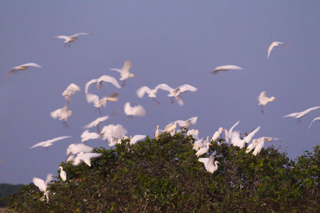 Snowy Egret (Egretta thula) landing on their dormitory tree in the Pantanal, Brazil
