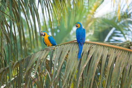 Blue and yellow macaw (Ara ararauna) in palm tree, couple, Brazil