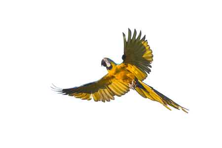 Blue and yellow macaw (Ara ararauna) in flight, Brazilの写真素材