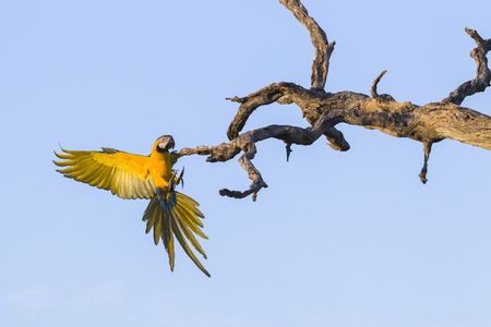 Blue and yellow macaws (Ara ararauna) landing in tree, Brazilの写真素材