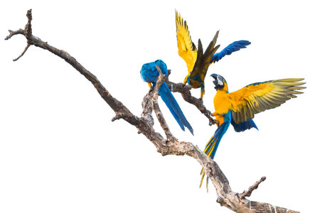 Blue and yellow macaws (Ara ararauna) in tree, Brazil