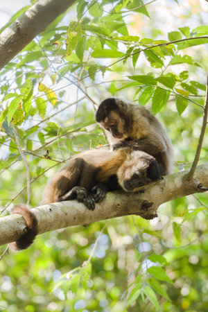 Two hooded Capuchins, Cebus apella, grooming in the nature habitat of Brazil