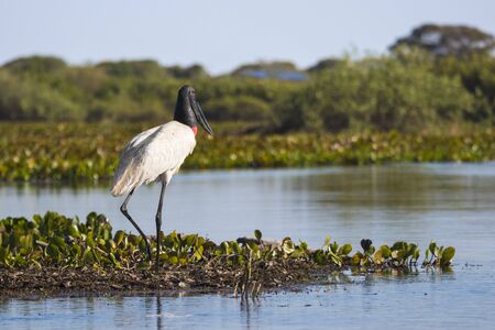 Jabiru stork, Jabiru mycteria, Pantanal, Mato Grosso, Brazilの写真素材