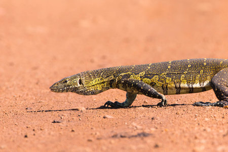 Nile Monitor Lizard (Varanus niloticus) on road, Masai Mara National Reserve, Kenya, Africa
