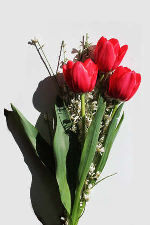 tulips flowersの写真素材