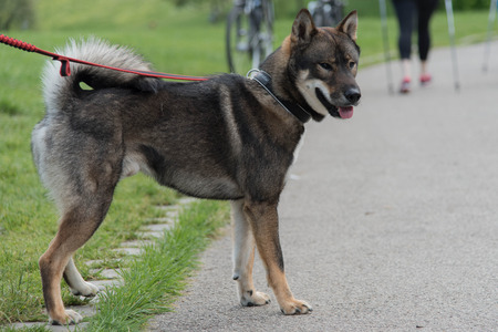 Shikoku dogの写真素材
