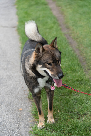 Shikoku dogの写真素材
