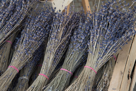 Bunches of dried Lavenderの写真素材