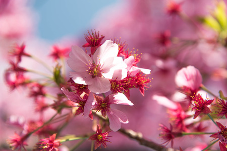 Pink cherry blossomの写真素材