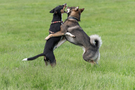 Dog fightの写真素材