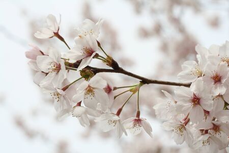 Cherry blossomの写真素材