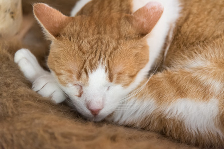 Sleeping catの写真素材