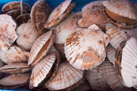 Scallops on the marketの写真素材