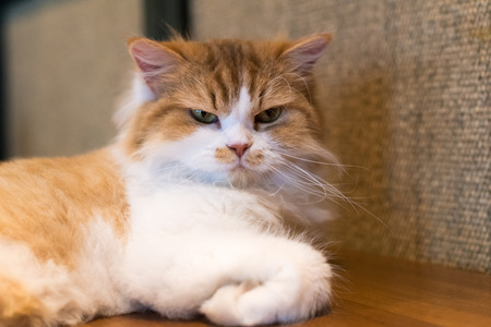 Moody ragdoll cat looking angrilyの写真素材