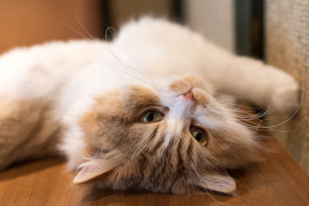 Cute ragdoll cat lying and stretching on his backの写真素材