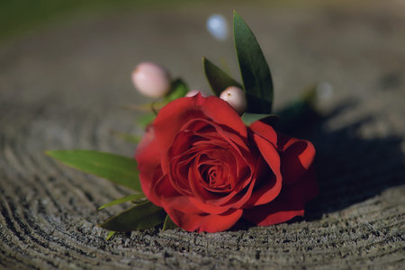 Delicate red rose small bouquet for buttonhole used for groom and wedding guests positioned on a...
