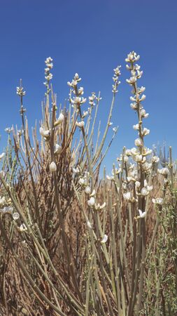 The white flowers of Spartocytisus supranubius known locally as Retama del Teide or Broom of Teide an endemic shrub dominant to the high altitude areas of Tenerife, found mostly in Teide National Parkの写真素材