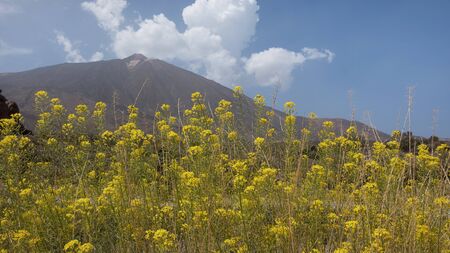 Descurainia bourgaeana known as hierba pajonera or flixweed framing Pico del Teide in Las Canadas del Teide or Teide National Park, a flowery plant endemic to the high altitude areas of Tenerifeの写真素材