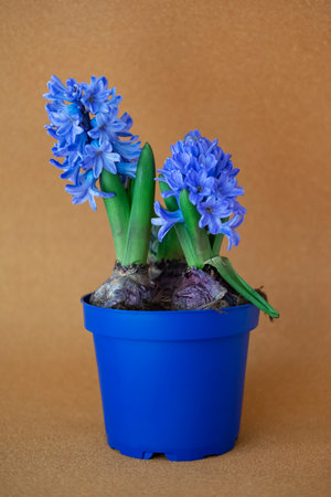 Blue hyacinths in a pot against golden beige background, bulbous spring-blooming perennial flower popular among plant enthusiasts or horticulturits for it's fragrance and limited nの写真素材