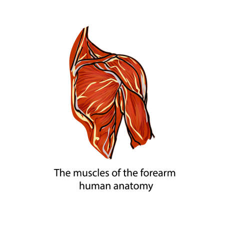 Muscles. Muscle fibers. Anatomy of the human hand. A structure of muscles of the shoulder of the person.のイラスト素材