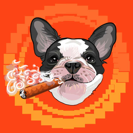 Smokes incredibly cool puppy bulldog colorful retro vector illustration for fan design and printのイラスト素材