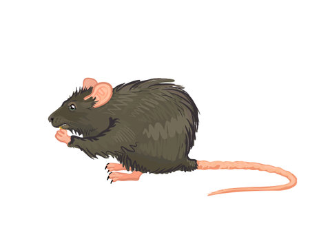 A large grey rat sitting and eating. Vector illustration.のイラスト素材