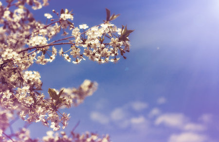Vintage toned picture of the cherry bloom.