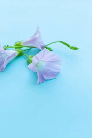 Blooming convolvulus on light blue background. Pink bindweed flower. Selective focus. Space for text.の写真素材