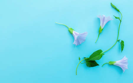 Branch and flowers of convolvulus on light blue background. Pink bindweed flowers. Space for text.の写真素材