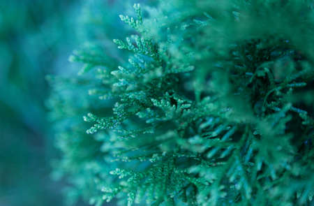 Close up top view of thuja branches. Selective focus. Abstract background.の写真素材