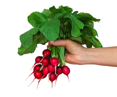 Woman's hand holding a bunch of radish isolated on white background ..