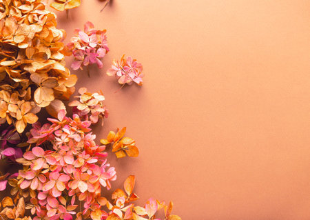 Dried flowers of hydrangea on brown paper. Floral background. Top view. Space for text.の写真素材