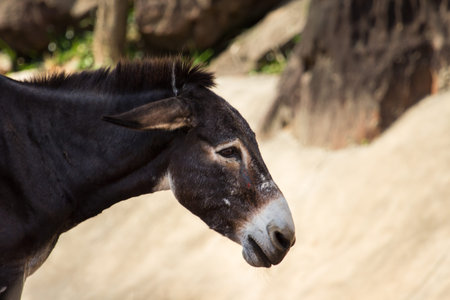 mule lovely