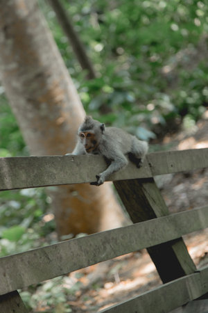 Monkey in the Forest