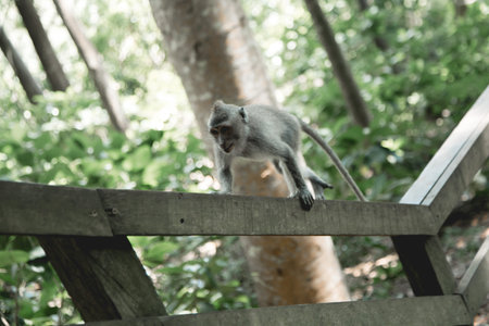 Monkey in the Forest