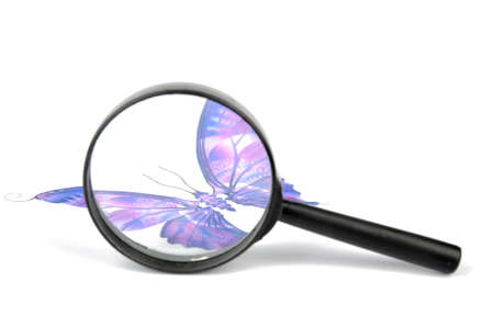 Butterflyの写真素材