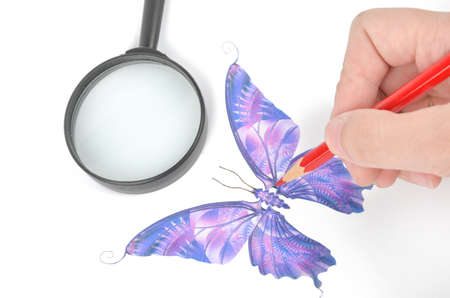 Butterflyの写真素材