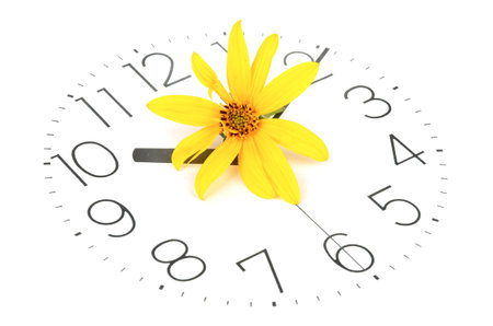 Jerusalem artichoke flowers and clockface