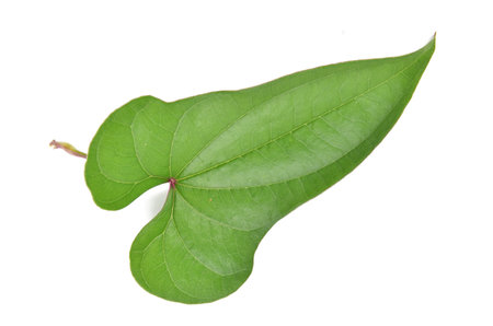 Chinese yam leaf
