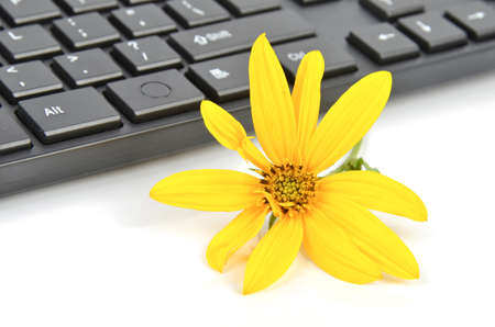 Jerusalem artichoke flower and keyboardの写真素材